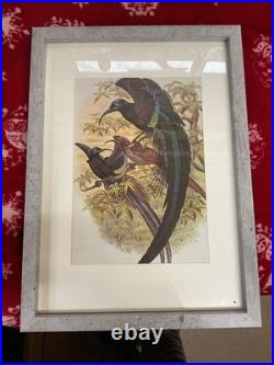 Framed Art Print, Wall Art Large Vintage, Birds Of Paradise, Boulder Sharpe