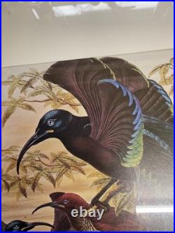 Framed Art Print, Wall Art Large Vintage, Birds Of Paradise, Boulder Sharpe