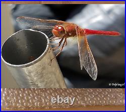 SALE! Limited Edition Metal Print Dragonfly