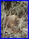 Signed_Limited_Edition_Print_Kiwi_Chick_Raymond_Ching_01_hprs